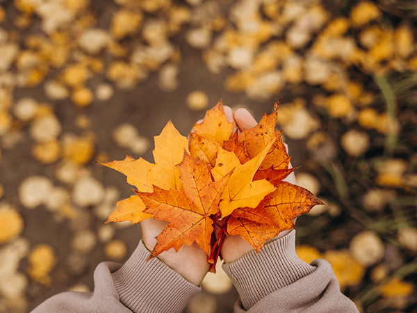 Hands holding autumn leaves